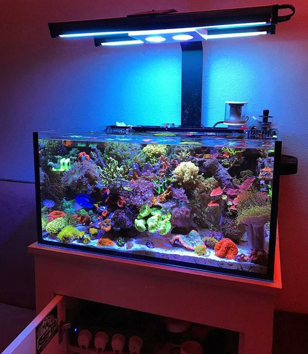 beautiful-fish-tank