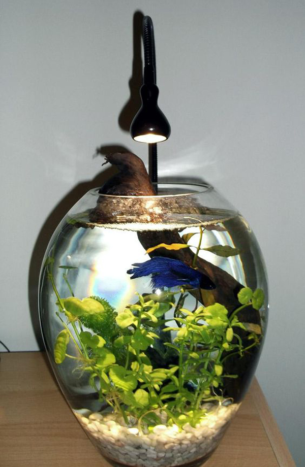 mini-and-cute-aquarium