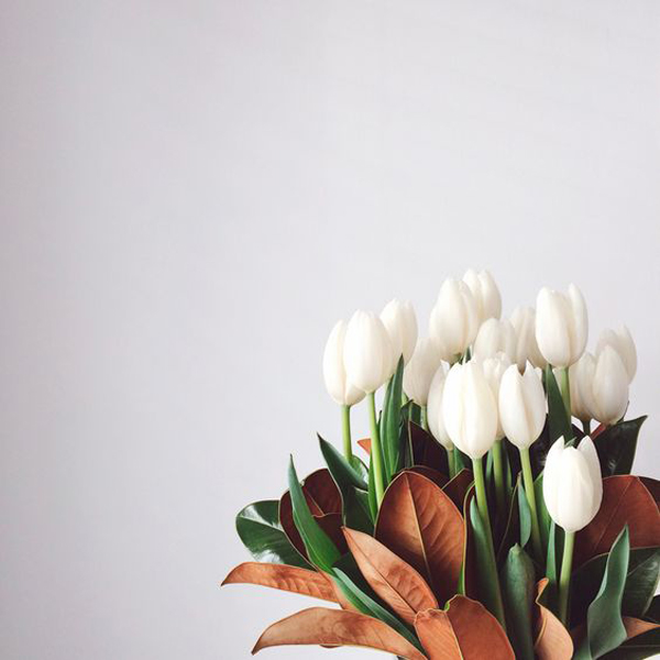 White-tulip