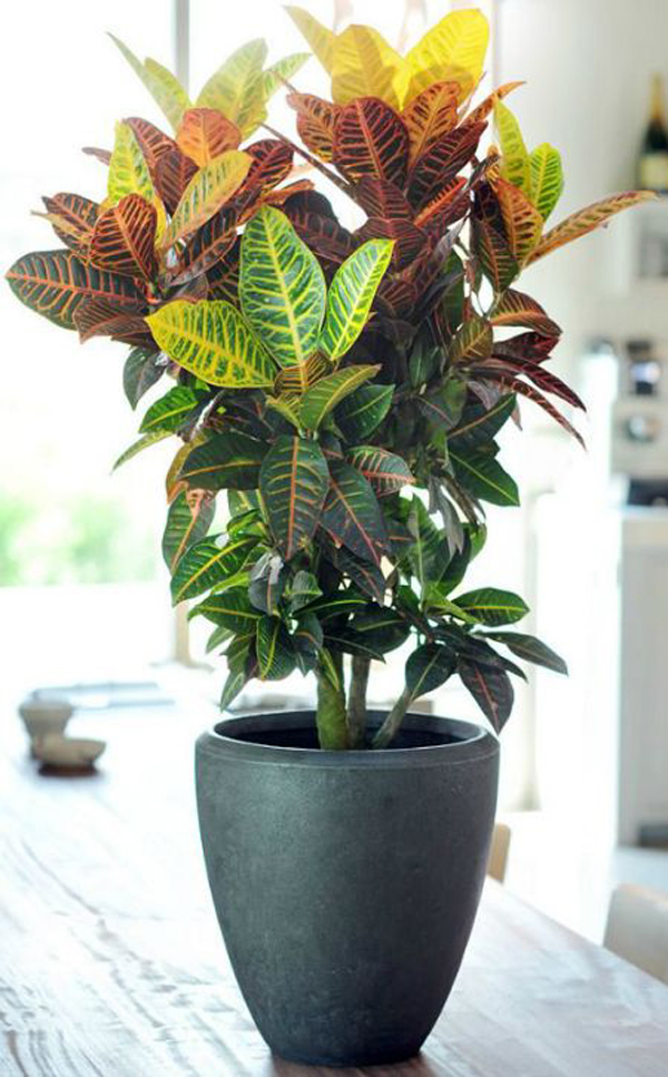corton-indoor-plants