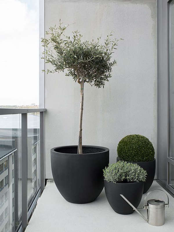 simple-indoor-plants