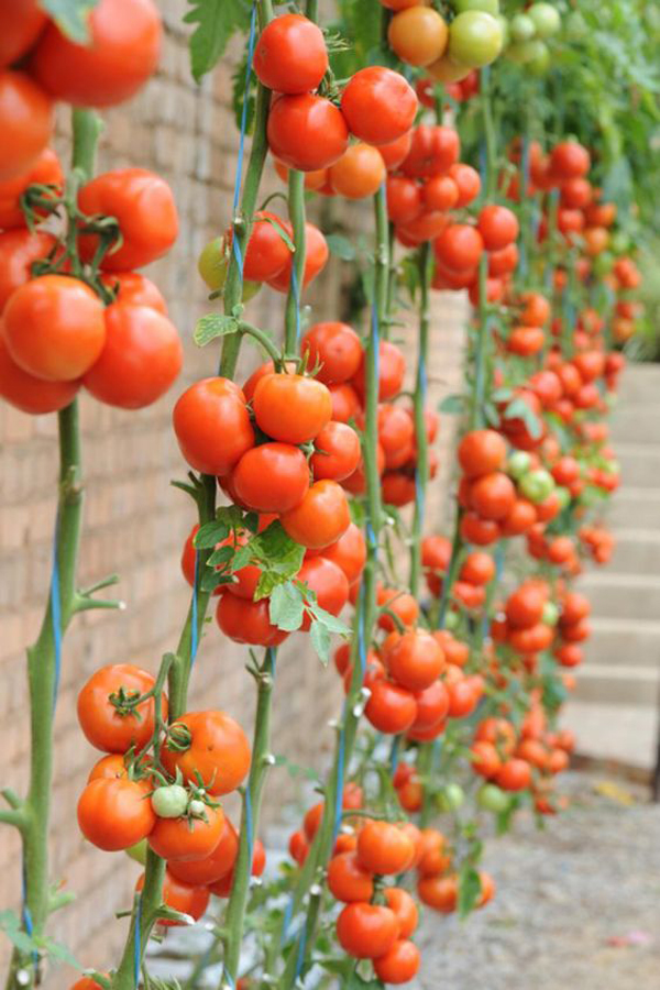 Hanging-tomato-planter