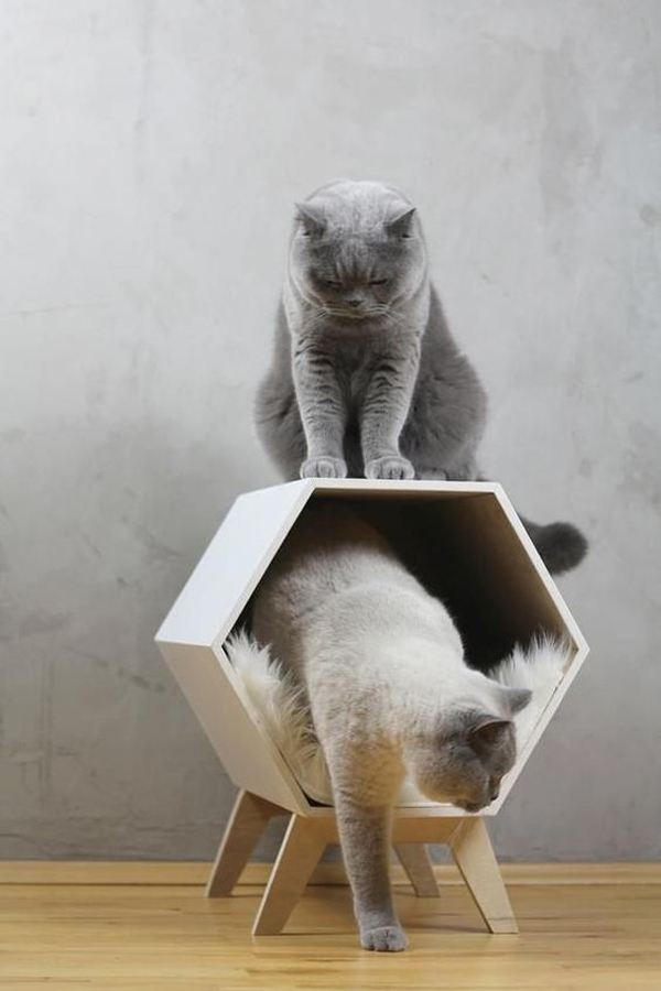 Cat-plays-room